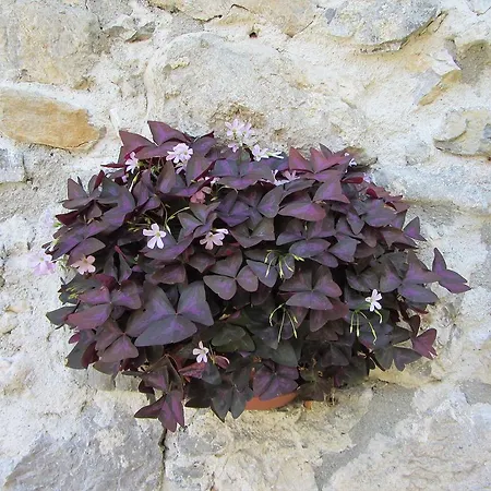 House Dolenja Trebuša