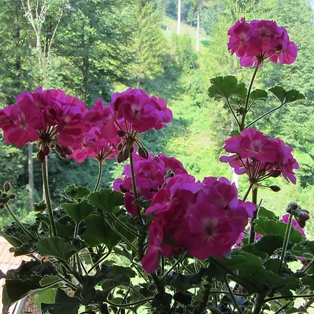 House Dolenja Trebusa