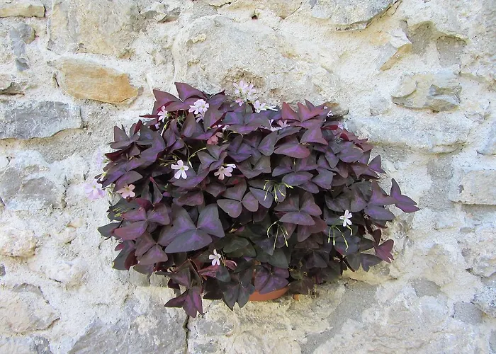 House Dolenja Trebusa