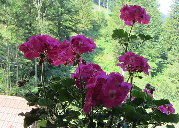 House Dolenja Trebusa